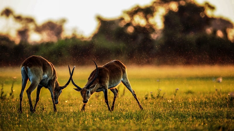 Historical Safaris